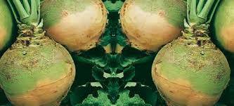 SWEDE SEEDS CAVOLO NAVONE GIALLO - 100 SWEDE SEEDS