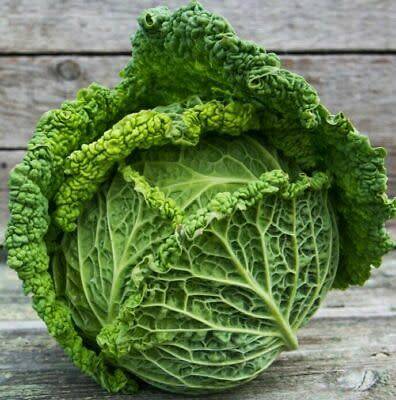 Cabbage Seeds Savoy Mantovano - 100 Cabbage Seeds