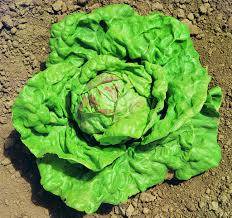 Lettuce Seeds Regina Di Maggio - 100 Lettuce Seeds