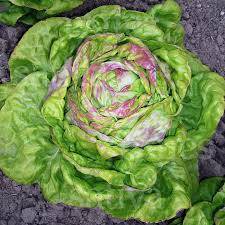 Lettuce Seeds Regina Di Maggio - 100 Lettuce Seeds