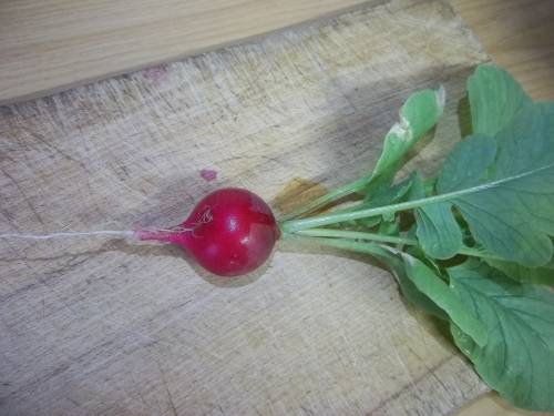 Radish Seeds Giant Butter Radish - 50 Seeds