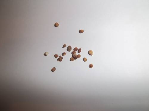 Zantedeschia Seeds White Arum Lily - 10 Zantedeschia Seeds