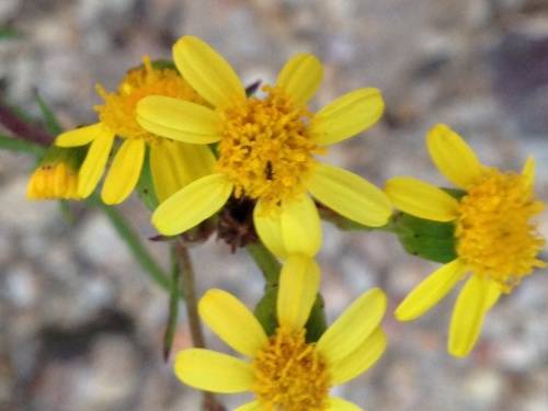 Osteospermum Seeds Rigidum - 10 Osteospermum Seeds