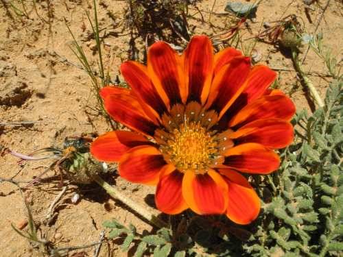 Gazania seeds Krebsiana - 10 Gazania seeds