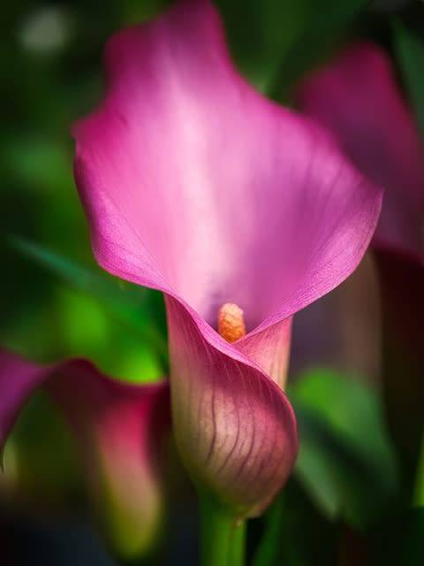 Arum Lily Marshmallow Pink - 5 Zantedeschia aethiopica Seeds