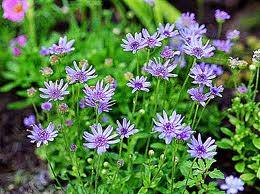 FELICIA BLUE SKIES (20) FLOWER SEEDS
