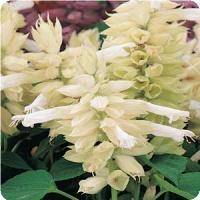 SALVIA VISTA WHITE 20 SALVIA SEEDS