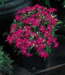 LOBELIA SEEDS RIVIERA  ROSE - 200 LOBELIA SEEDS