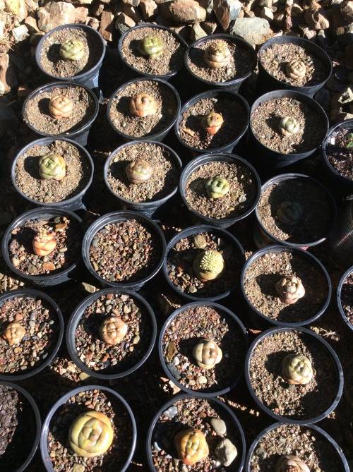 Crassula columnaris