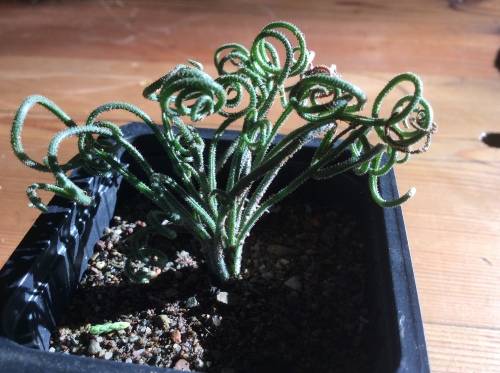Albuca Viscosa bulbs