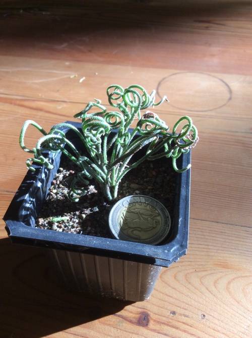 Albuca Viscosa bulbs
