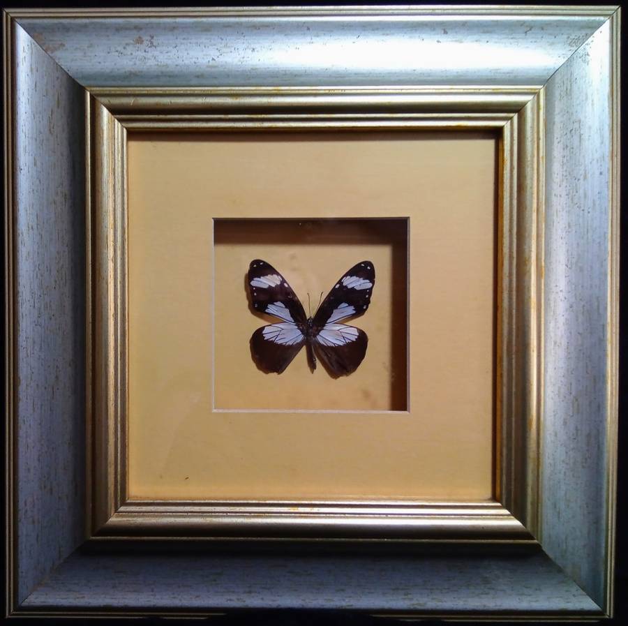Beautiful Framed butterfly