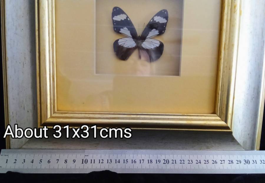 Beautiful Framed butterfly