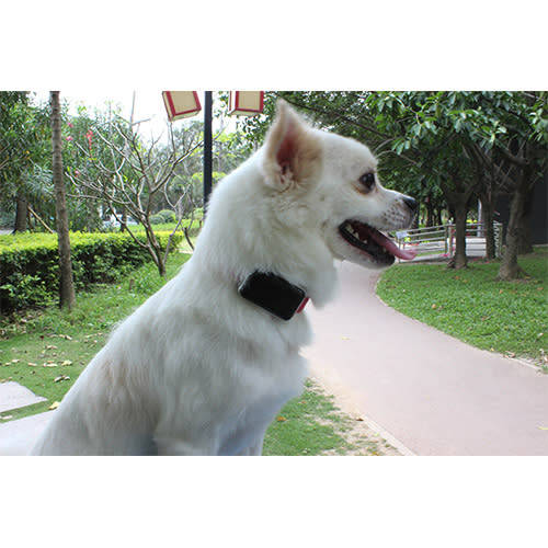 GPS Pet Trackers