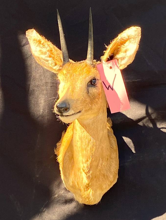 STEENBOK SHOULDER MOUNT 43CM X 15CM WALL MOUNT
