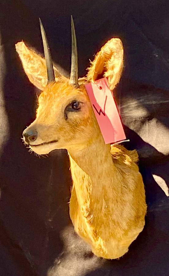 STEENBOK SHOULDER MOUNT 43CM X 15CM WALL MOUNT
