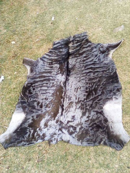 Blue Wildebeest Hide