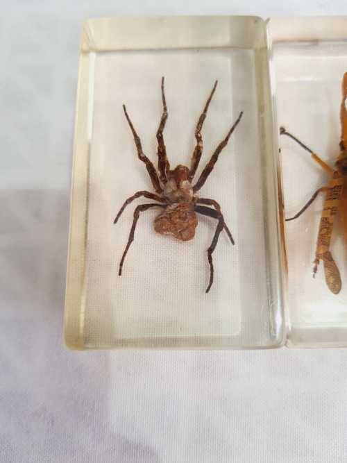 2 Blocked Resin Encased Insects (6)