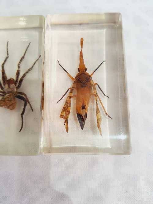 2 Blocked Resin Encased Insects (6)