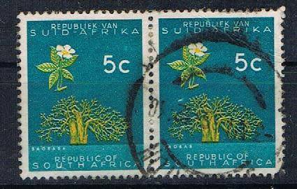 RSA - BAOBAB TREE - FU PAIR WITH HALLEY`S COMET VARIETY