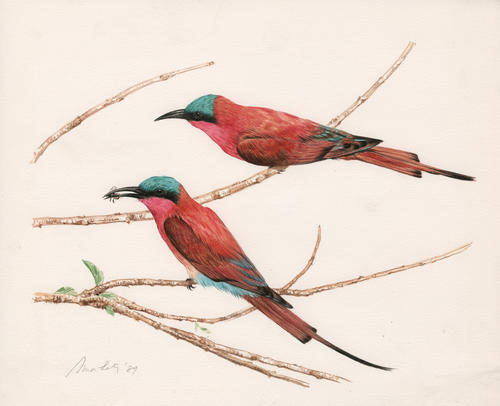 Carmine Bee-eaters - Vintage watercolour painting
