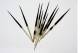 Large Quill Embellishments