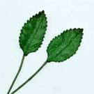 15mm x 10mm Green Paper Leaves (Sold in Pack of 5 Leaves)
