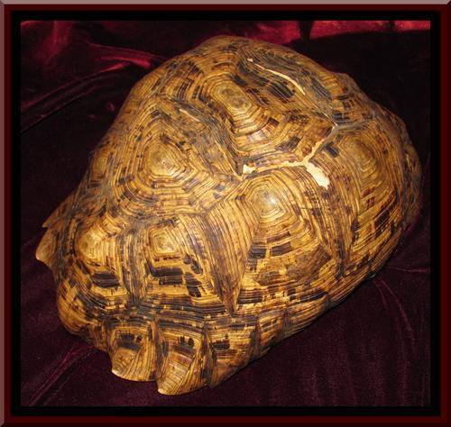 EXQUISITE!!! BEAUTIFUL LARGE HIGHLY DETAILED GENUINE TORTOISE SHELL