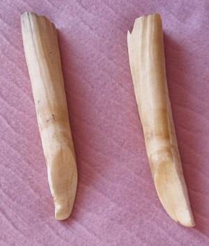 IVORY ITEM (TUSK OF WAT I DONT NO)