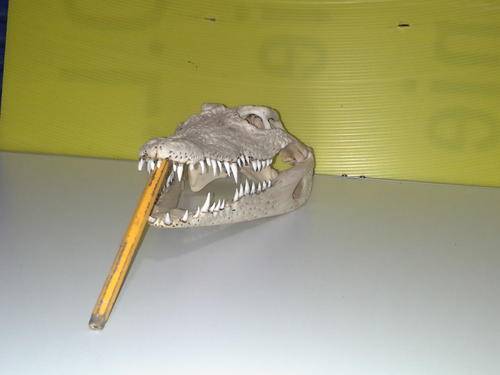 CROCODILE SCULL