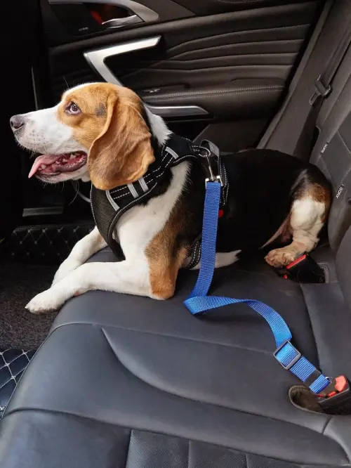 Pet Seat Belt      (Car Safety leash for dogs and cats)