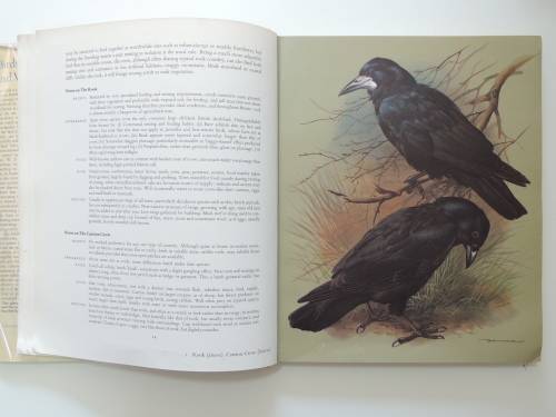 Birds of Town and Village - Paintings by Basil Ede, Text by WD Campbell