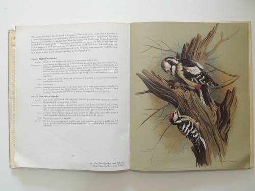 Birds of Town and Village - Paintings by Basil Ede, Text by WD Campbell