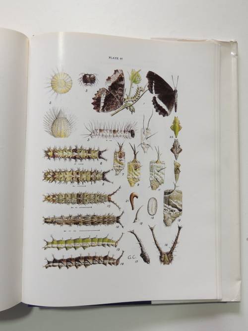 The Butterflies of Southern Africa, Part IV - G Van Son