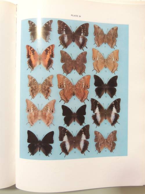 The Butterflies of Southern Africa, Part IV - G Van Son