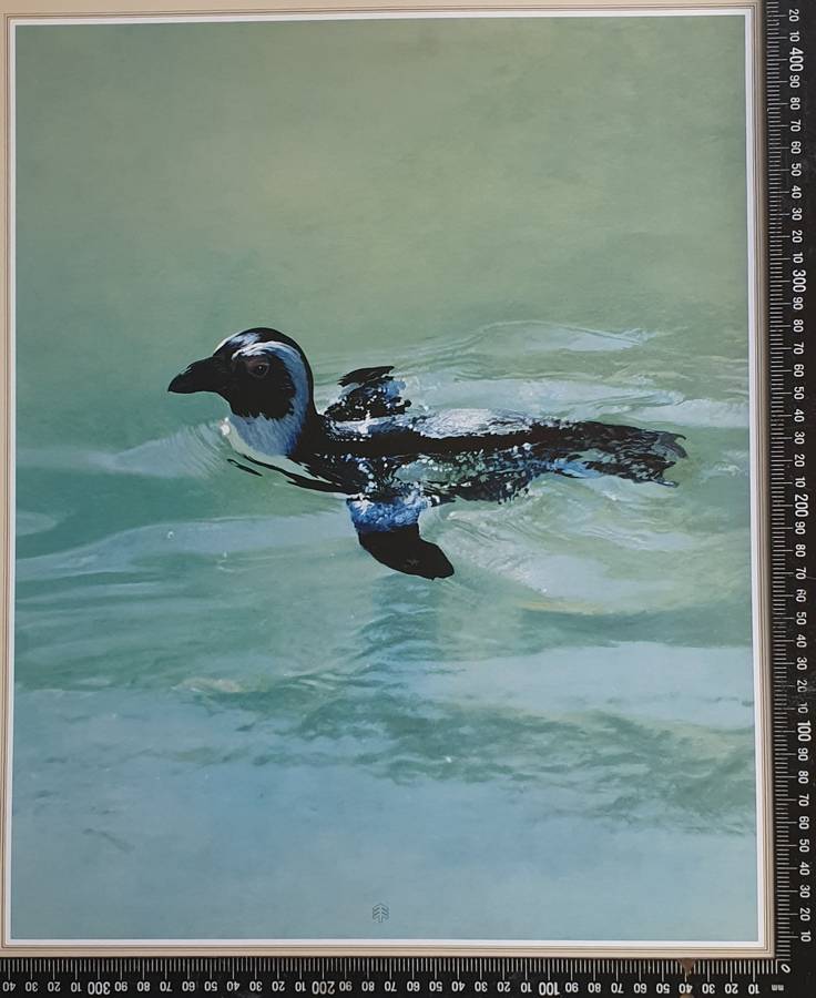 Wild life Print of a painting by RAY HARRIS-CHING as per photo
