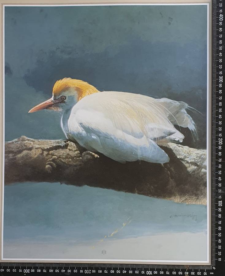 Wild life Print of a painting by RAY HARRIS-CHING as per photo