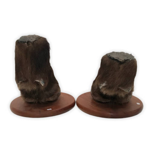 Pair of Taxidermy United States Bison Hooves (Hard to Find)