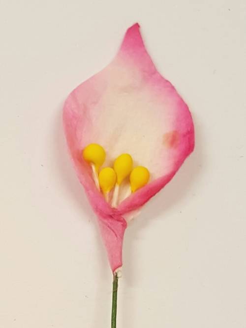 Arum Lilies(L) 5 - Pink