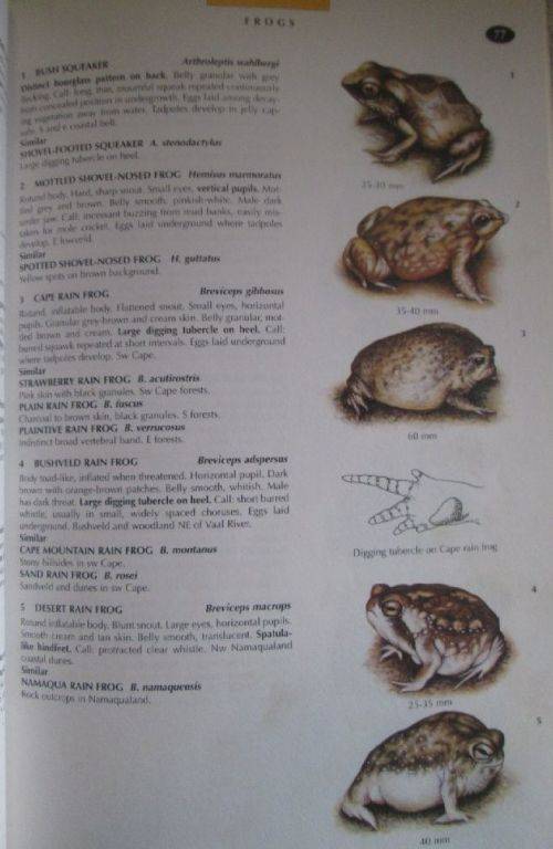 The Wildlife of Southern Africa - A Field Guide to the Animals and Plants of the Region