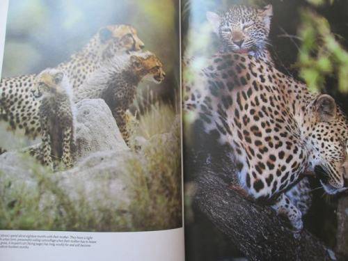 Wildlife of South Africa - David Steele - Hardcover - 152 pages