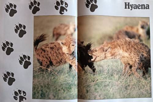 The Hunters and the Hunted - Karl and Kathrine Ammann - Hardcover - 192 pages