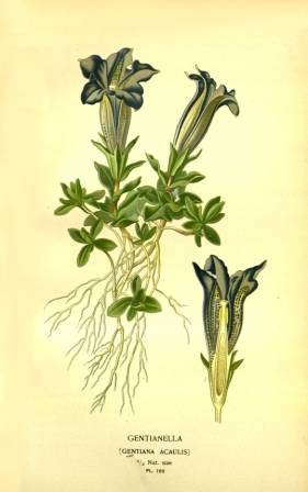 Vintage Botanical No.2