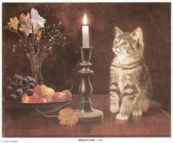 PRINT OF CAT-BRIGHT EYES