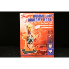 Human Anatomy Model puzzle, 15cm high, was R30 now R17