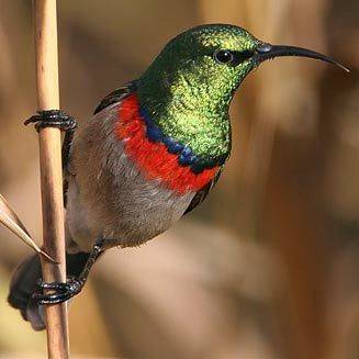 suider afrikaanse tuinvoels