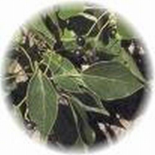 Magickal Herbs - Camphor