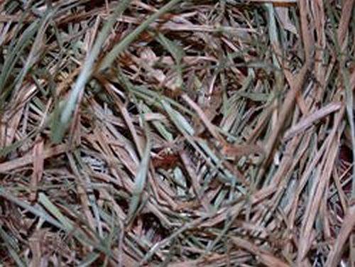 Magickal Herbs - Witch's Grass
