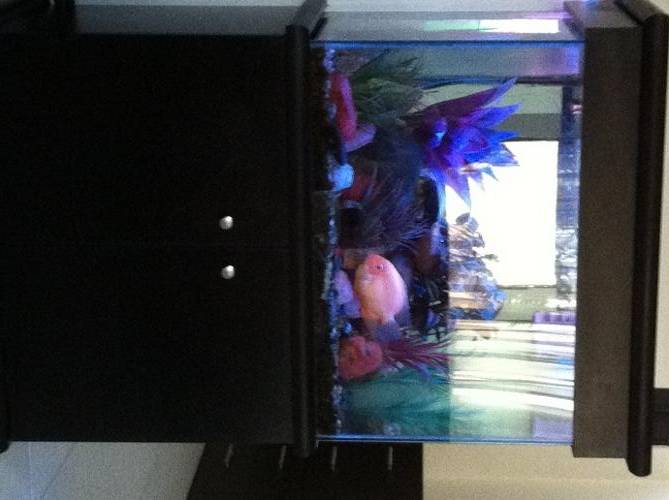 Tropical Tank