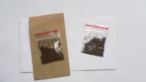 Tobacco Seeds (Golden Virginia)